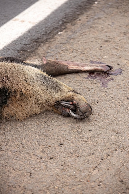 Ein riesiger Ameisenfresser, der mit durch Feuer verbrannten Pfoten überfahren wurde, veranschaulicht das Thema des Überfahrens von Fauna für Bewusstseinskampagnen.