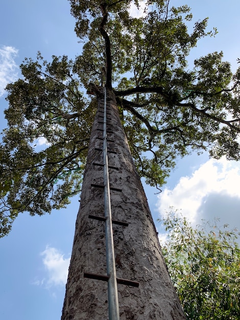 Ein riesiger Durianbaum (Durio zibethinus), König der Früchte, mit Eisenleiter, um nach oben zu klettern