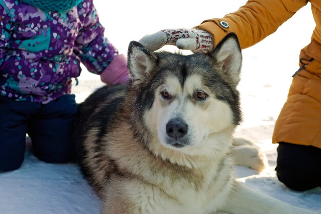 Ein riesiger Hund der Rasse Alaskan Malamute liegt auf dem Schnee, während Kinder ihn streicheln