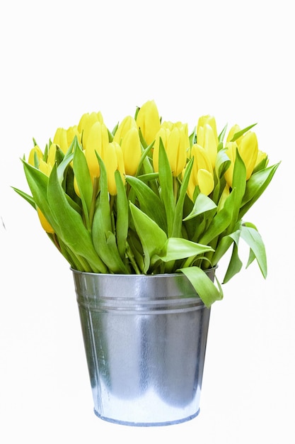 Ein riesiger Strauß gelber Tulpen in einem Eimer isoliert auf weißem Hintergrund