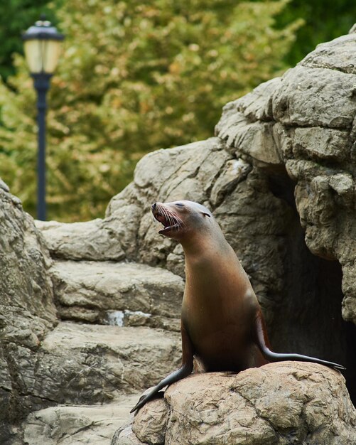 Foto ein robben ruft aus, während er in seinem felsgebäude im brooklyn zoo posiert