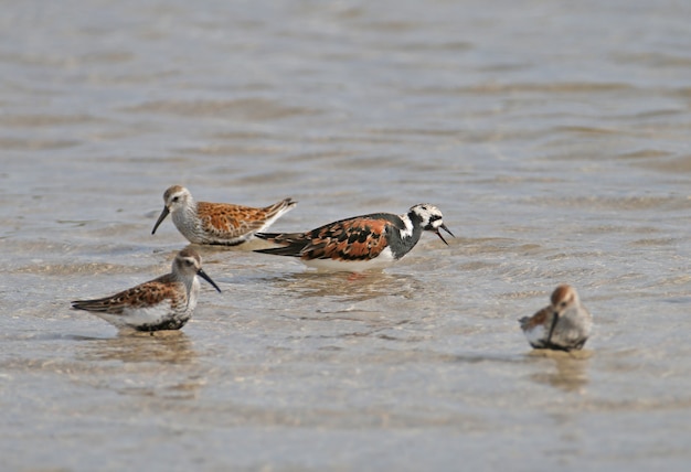 Ein rötlicher Steinwälzer (Arenaria interpretiert) mit einem Dunlin und getrennt von anderen Vögeln im Mündungswasser.