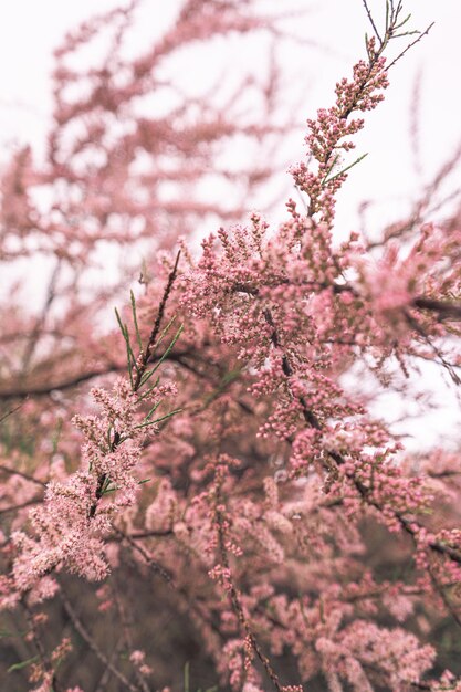 Foto ein rosa baum im frühling