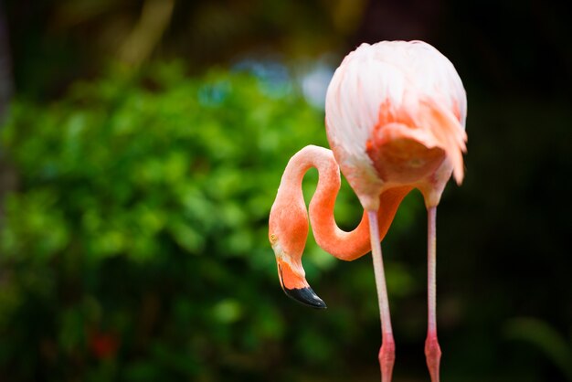 Ein rosa karibischer Flamingo im Garten.