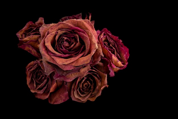 Ein Rosenstrauß mit schwarzem Hintergrund