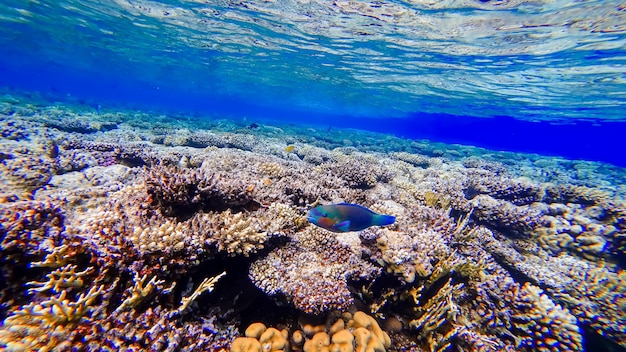 Ein rot-blauer Fisch schwimmt in der Nähe der Koralle am Grund des Roten Meeres