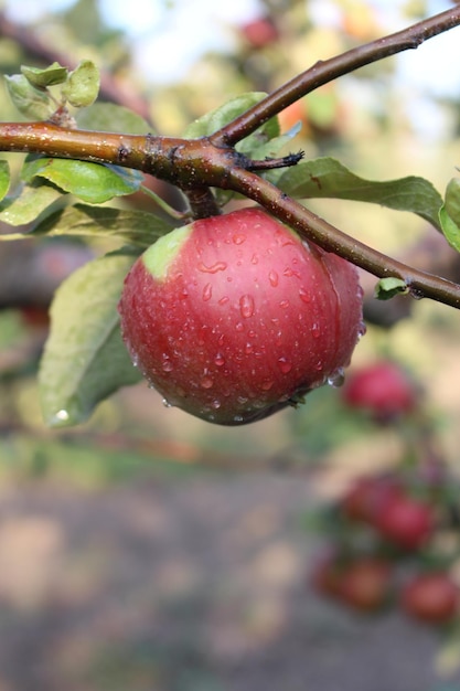 Ein roter Apfel auf einem Ast