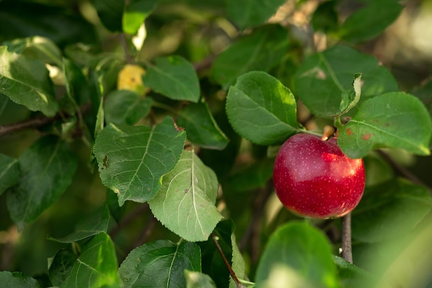 Ein roter Apfel hängt an einem Baum mit Blättern Landwirtschaftliche Agronomieindustrie