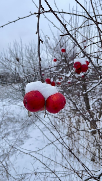 Ein roter Apfel unter dem Schnee im Garten Im Winter liegt viel Schnee herum Kopieren Sie Platz