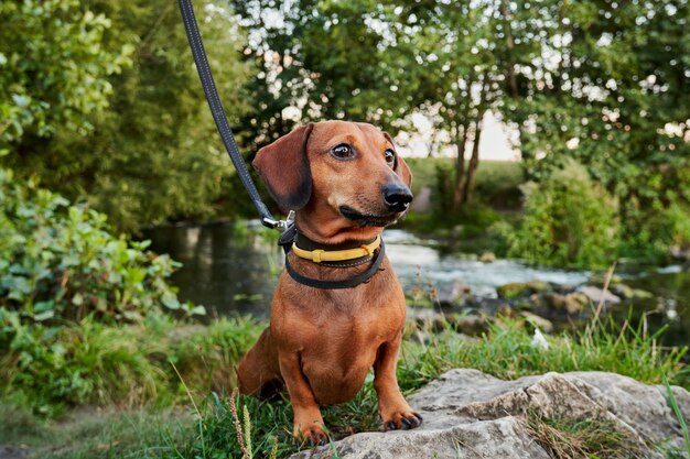 Ein roter Dachshund sitzt am Ufer des Flusses