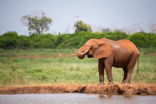 Ein roter Elefant trinkt Wasser am Wasserloch