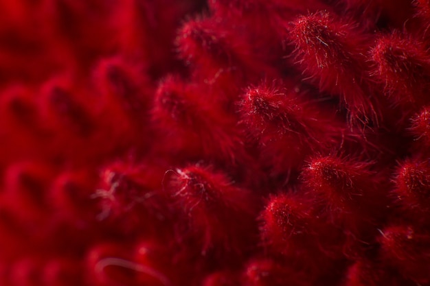 Ein roter Ährchen hautnah Makro Natur Hintergrund