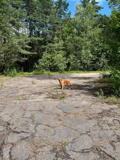 Foto ein roter hund steht im wald auf einem alten, gebrochenen, rissigen asphalt