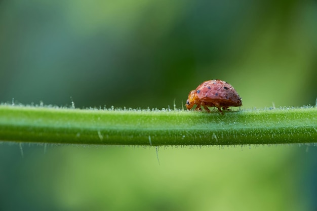 Ein roter Käfer sitzt auf einem Pflanzenstamm.