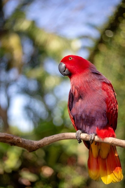 Ein roter Papagei sitzt auf einer Stange mit einem verschwommenen grünen Hintergrund