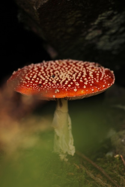 Ein roter Pilz mit weißen Flecken darauf