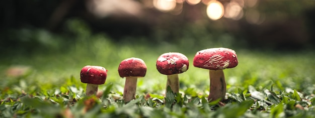 Ein roter Pilz wächst auf dem Gras