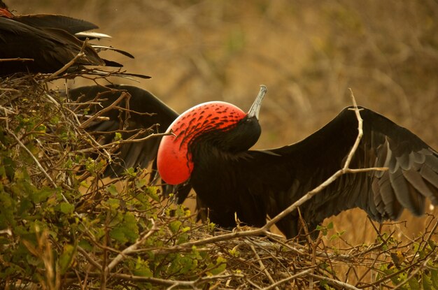 Foto ein roter und schwarzer vogel mit rotem und schwarzem kopf und einem roten und schwarzen kopf