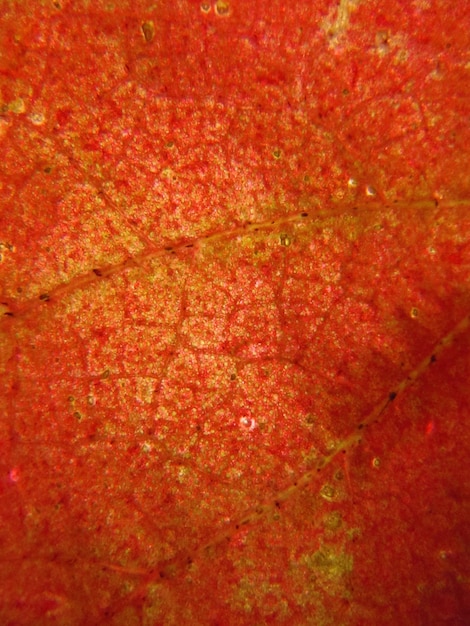 Ein rotes Blatt mit einem gelben Muster der Blattadern.