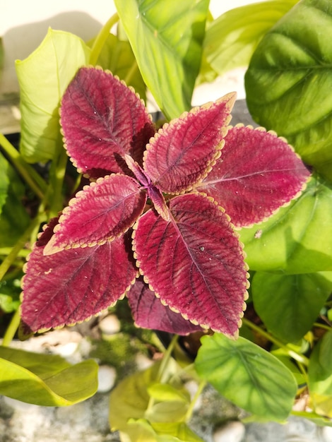 Ein rotes Blatt mit einem grünen Blatt, auf dem "Ich liebe dich" steht.