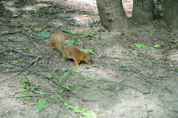 Ein rotes Eichhörnchen in der Nähe eines Baumes im Wald