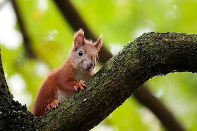 Ein rotes Eichhörnchen sitzt auf einem Ast in einem Baum.