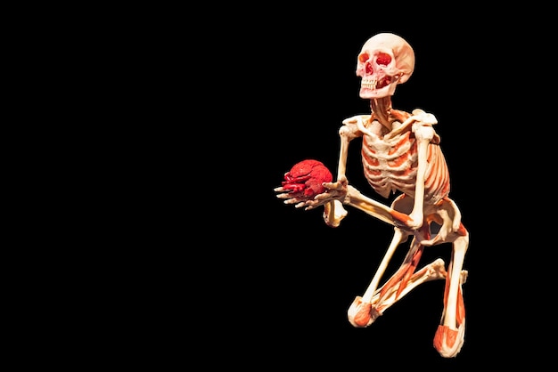 Ein rotes Herz in den Händen eines Skeletts isoliert auf schwarzem Hintergrund. Das Konzept der Liebe, Medizin und Gesundheitsversorgung. Platz kopieren