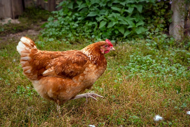 Ein rotes Huhn aus nächster Nähe läuft durch das Dorf...