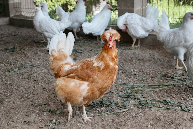 Ein rotes Huhn in der Mitte eines Hühnerstalls zwischen weißen Hühnern
