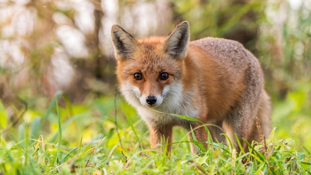 Ein Rotfuchs auf einer Lichtung im Wald sieht gerade aus