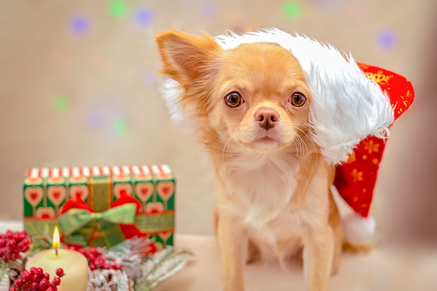 Ein rothaariger, flauschiger Chihuahua-Hund in einer Weihnachtsmannmütze freut sich