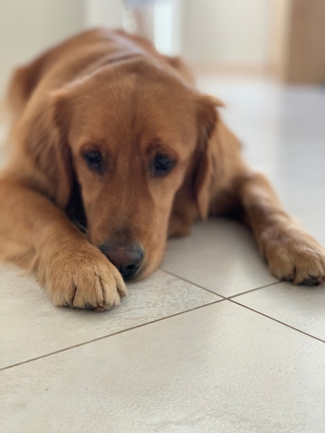 Ein rothaariger Golden Retriever liegt auf dem weißen Boden und ist gelangweilt, während sein Besitzer bei der Arbeit ist