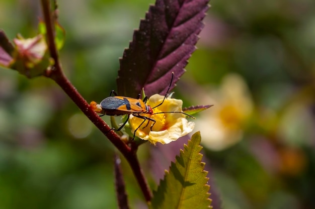 Ein rothaariger Käfer auf einer gelben Blume