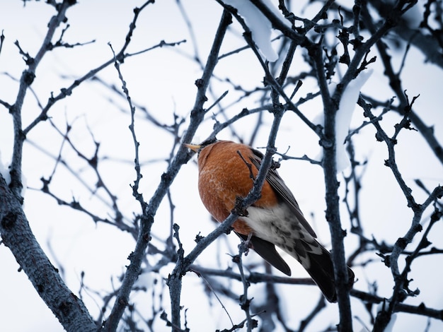 Ein Rotkehlchen in einem Schneebaum.