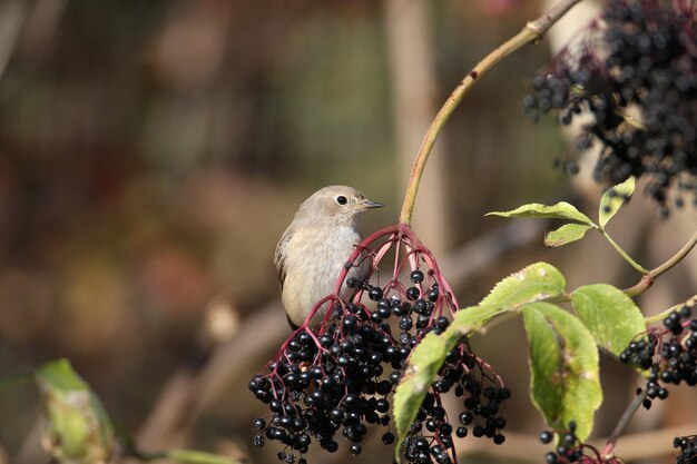 Ein Rotschwanzweibchen (Phoenicurus phoenicurus) sitzt im sanften Morgenlicht auf einem schwarzen Holunderbusch. Nahaufnahme und einfache Identifizierung eines Vogels in Winterfeder