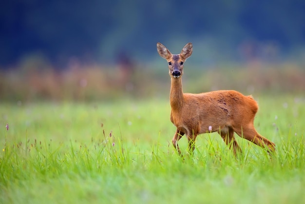 Ein Rotwild in einem Feld