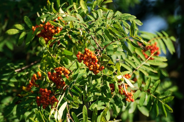 Ein Rowan-Zweig mit reifen Beeren an einem sonnigen Tag im August Moskauer Gebiet Russland