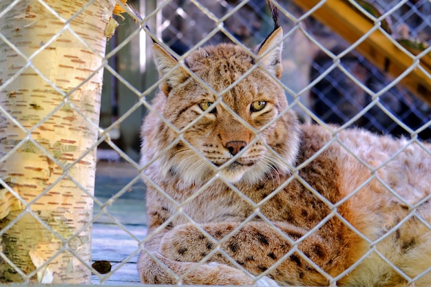 Ein ruhiger Luchs liegt in einem Gehege hinter einem Netzzaun in einem Zoo.