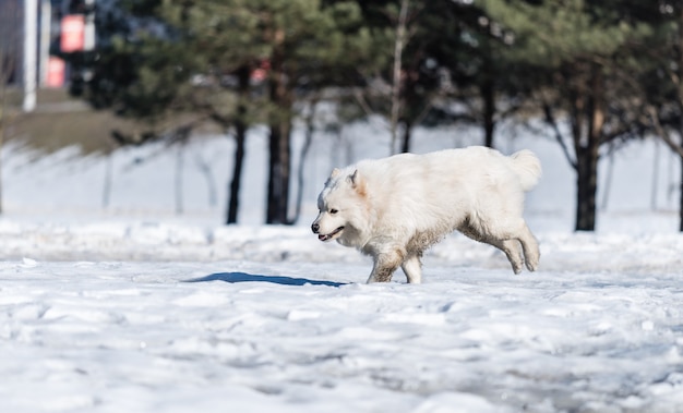 Ein Samojede-Hund läuft auf dem Schnee im Park