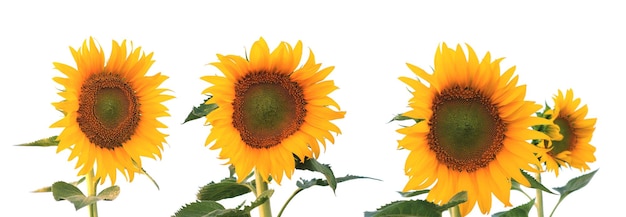 Ein Satz Sonnenblumen auf weißem Hintergrund