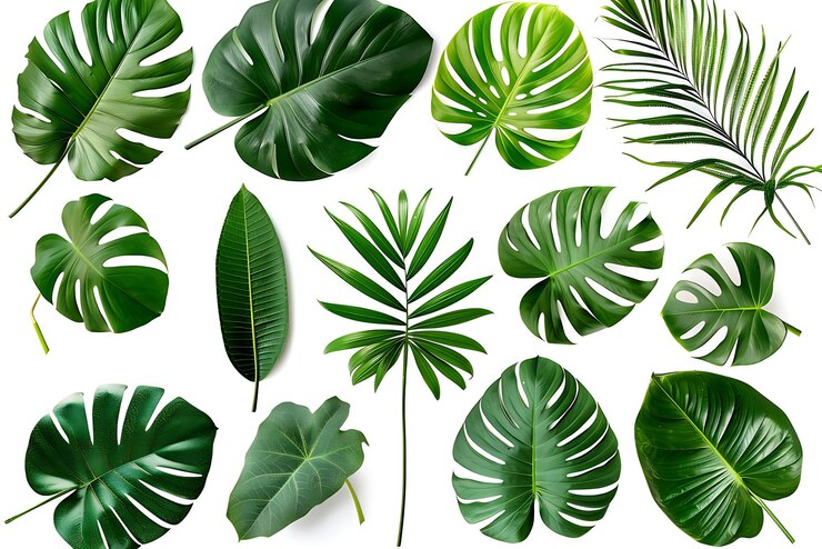 Foto ein satz von monstera-blättern, die auf weißem hintergrund isoliert sind.