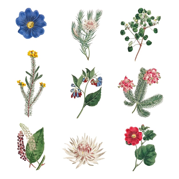 Ein Satz von Vintage-Blumenblumen