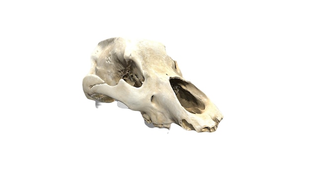 Ein Schädel eines Affen mit weißem Hintergrund.