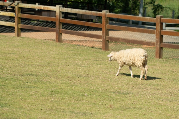 Ein Schaf, das auf einem Abhang weiden lässt