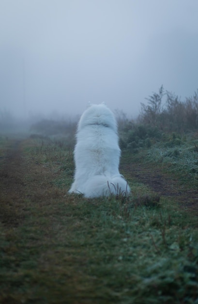 Foto ein schaf im nebel