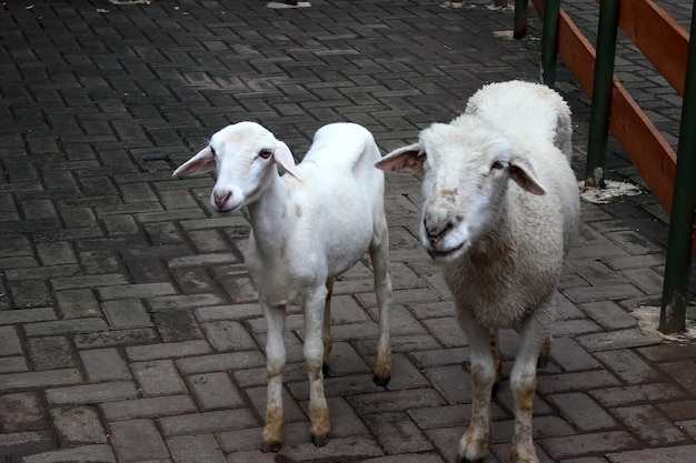 ein Schaf in einem Bauernhofkäfig, Lamm auf dem Bauernhof
