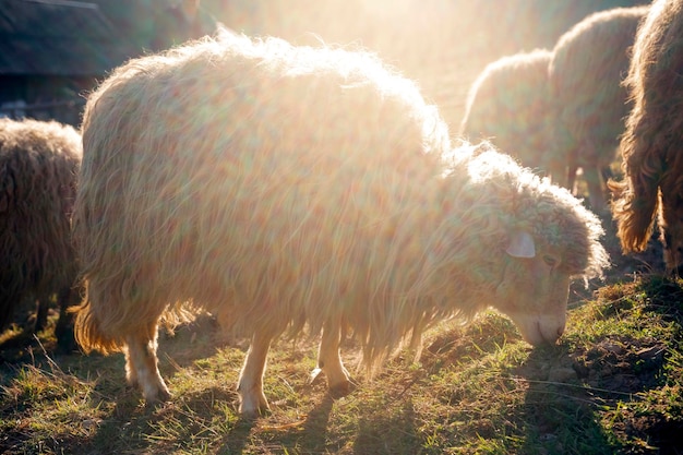 Ein Schaf mit langen Haaren frisst Gras.