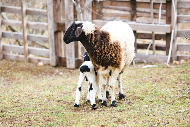 Ein Schaf und ein junges Lamm im Frühling mit einem klaren blauen Himmel