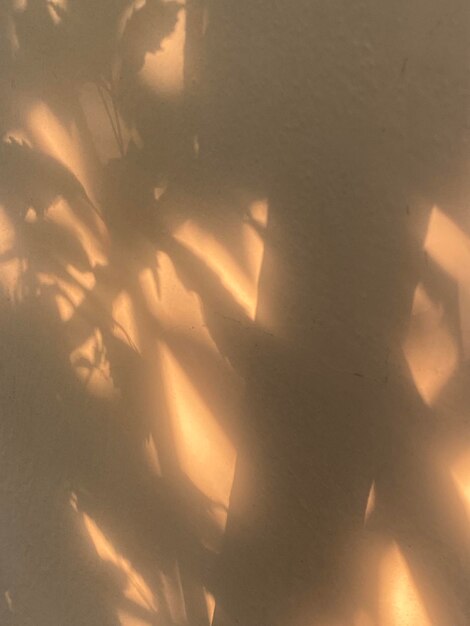 Ein Schatten einer Pflanze an einer Wand am Morgen.