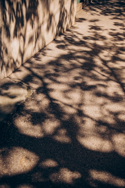 Ein Schatten eines Baumes auf einem Bürgersteig